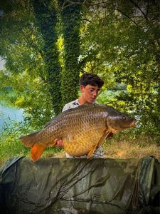 Common Carp