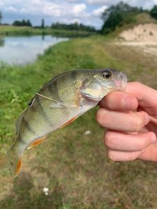 European Perch