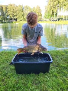 Common Carp