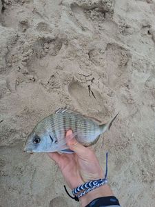White Seabream