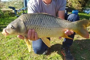 Common Carp