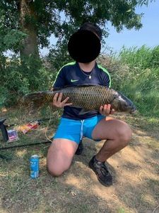Common Carp