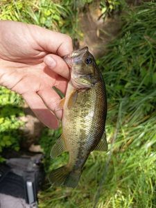 Largemouth Bass