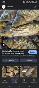 Tilapia