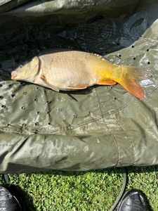 Mirror Carp