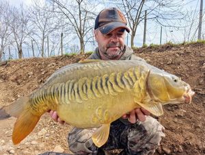 Mirror Carp