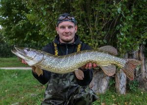 Northern Pike