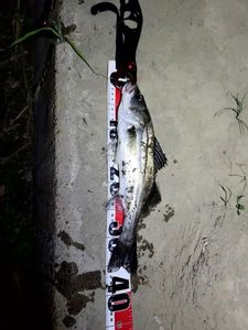 Japanese Seabass (Suzuki)