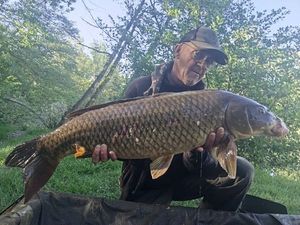 Common Carp