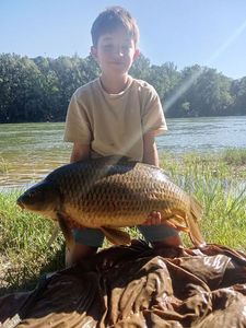 Common Carp