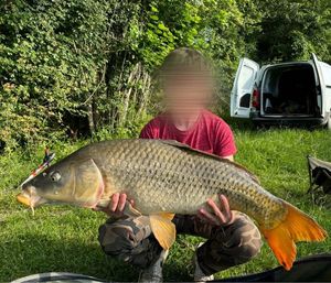 Common Carp