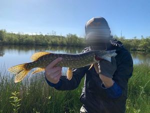 Northern Pike