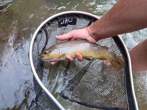 Brown Trout