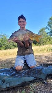 Mirror Carp
