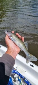 Zander