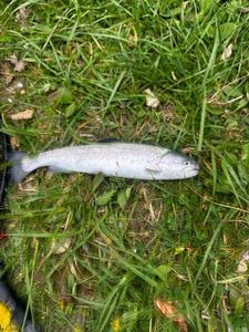 Rainbow Trout