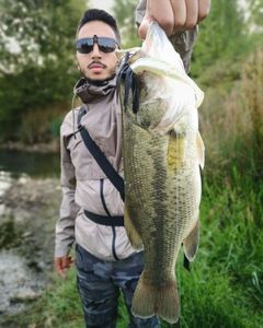 Largemouth Bass