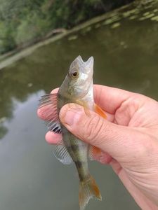 European Perch