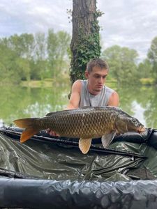 Common Carp