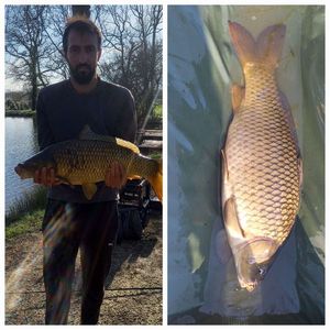 Common Carp