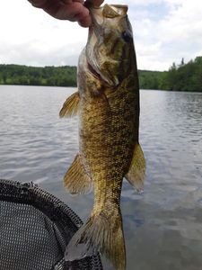 Smallmouth Bass