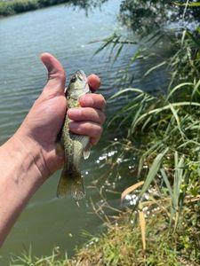 Smallmouth Bass