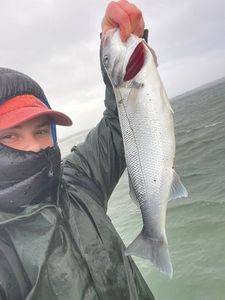 European Bass (Seabass)