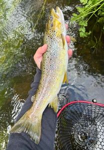 Brown Trout