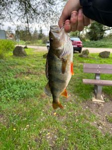 European Perch