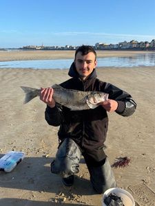 European Bass (Seabass)