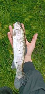 Rainbow Trout