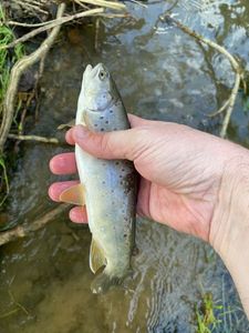 Brown Trout