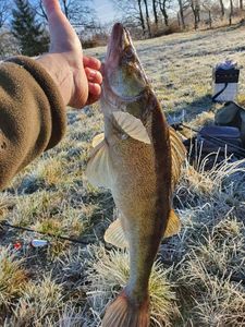 Zander