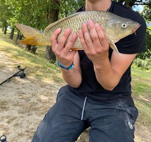 Common Carp