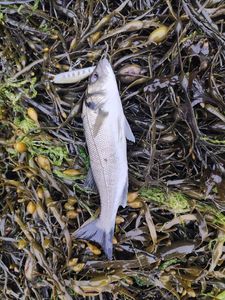 European Bass (Seabass)