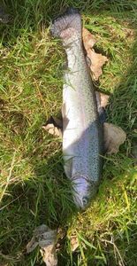 Rainbow Trout