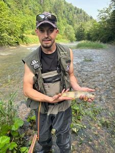 Brown Trout