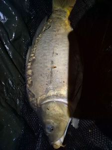 Mirror Carp