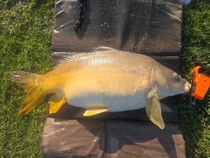 Mirror Carp
