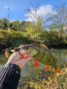 European Perch
