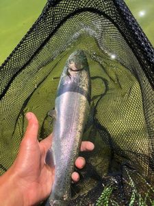 Rainbow Trout