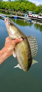 Zander