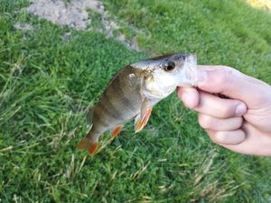 European Perch