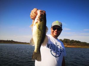 Largemouth Bass