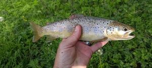 Brown Trout