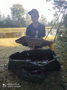 Common Carp