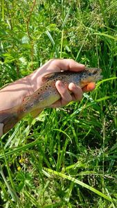 Brown Trout
