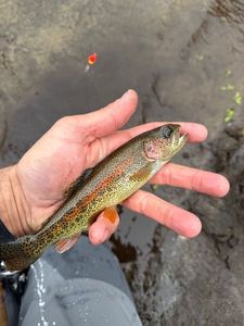 Rainbow Trout