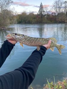 Northern Pike