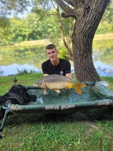 Mirror Carp